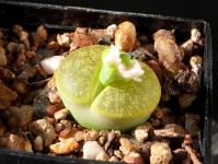 Thumbnail of 1901_Lithops lesliei albinica_20151005_01(1).JPG